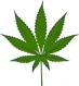 West Coast Cannabis Medical Marijuana Dispensary